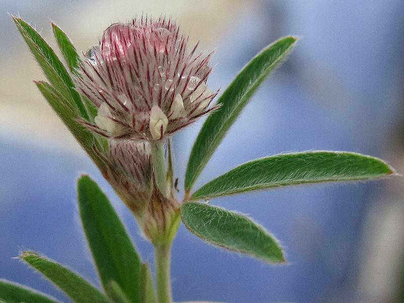 Trifolium arvense (door Grada Menting)