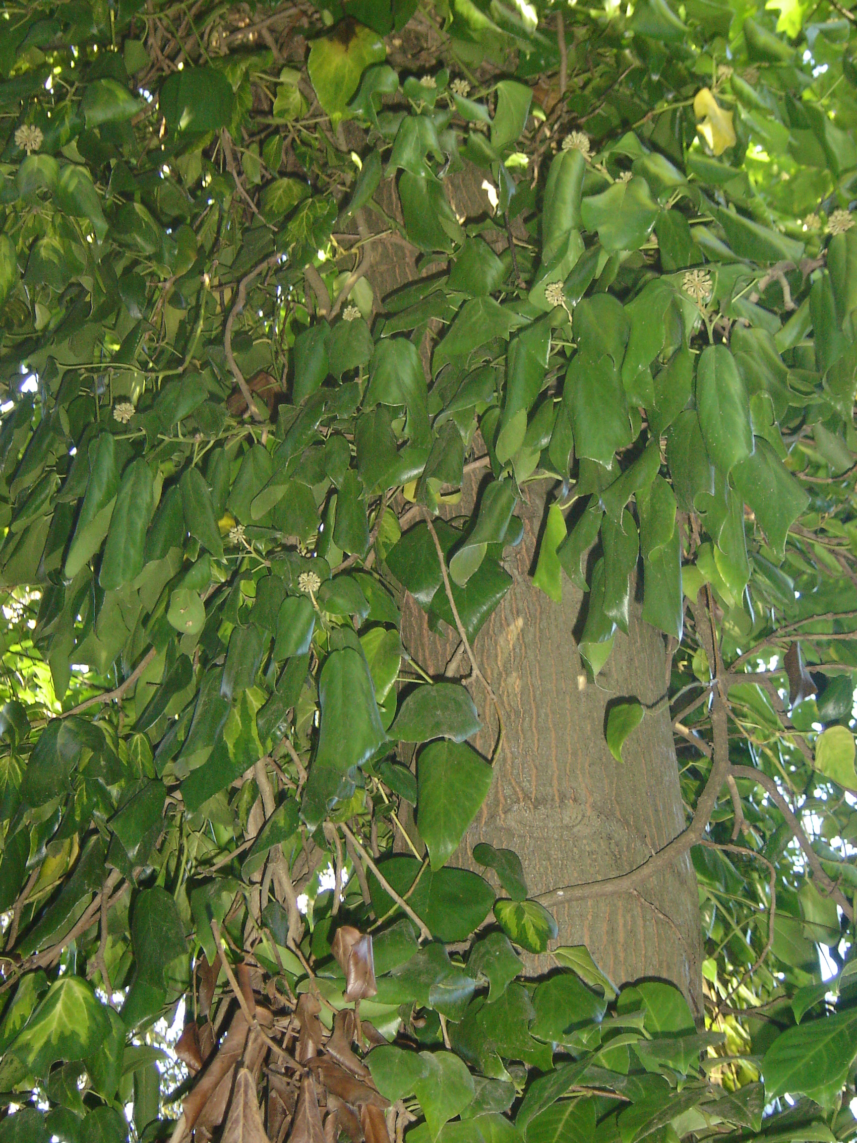 Hedera colchica (door Ruud Beringen)