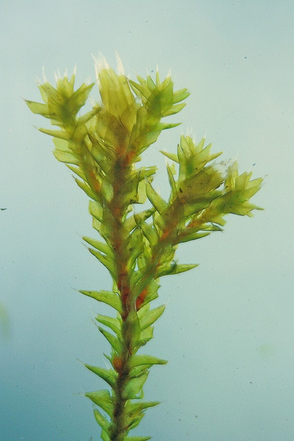 Hedwigia ciliata (door Jan Kersten)