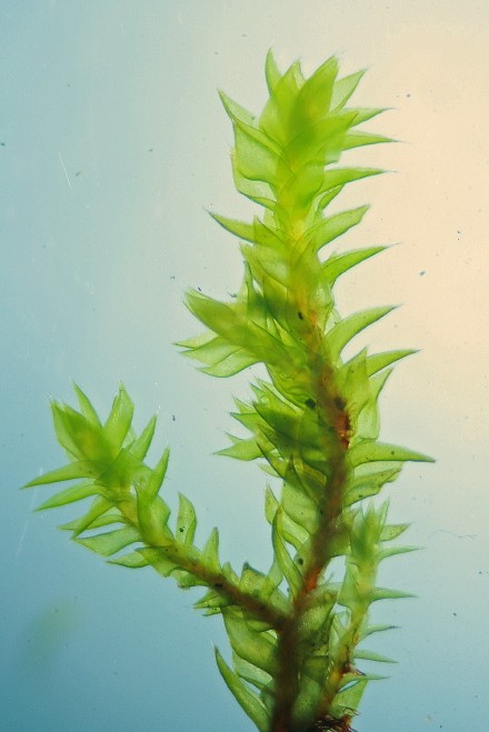 Hedwigia ciliata (door Jan Kersten)