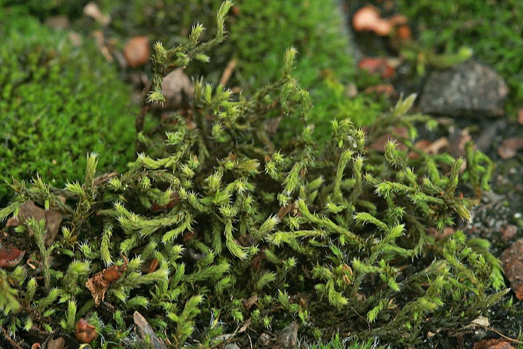 Hedwigia ciliata (door Jan Kersten)