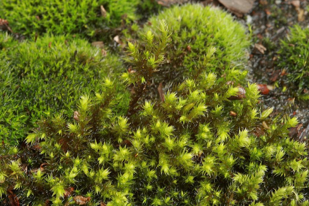 Hedwigia ciliata (door Jan Kersten)