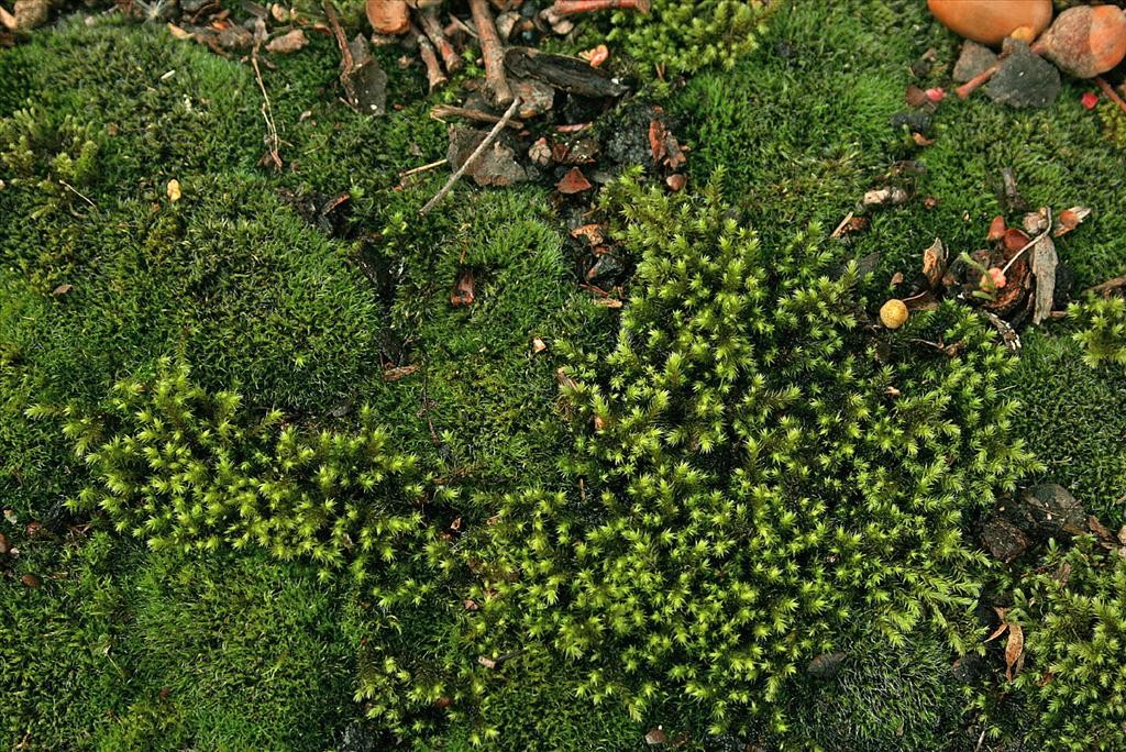 Hedwigia ciliata (door Jan Kersten)