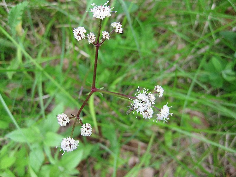 Sanicula europaea (door Grada Menting)