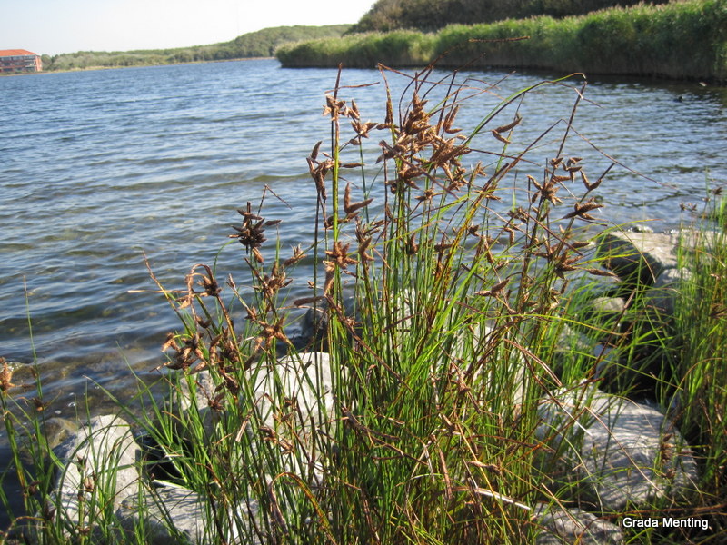 Bolboschoenus maritimus/laticarpus (door Grada Menting)