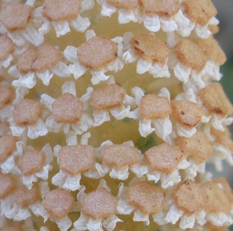 Equisetum arvense (door Maarten Langbroek)