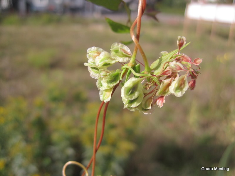 Fallopia dumetorum (door Grada Menting)