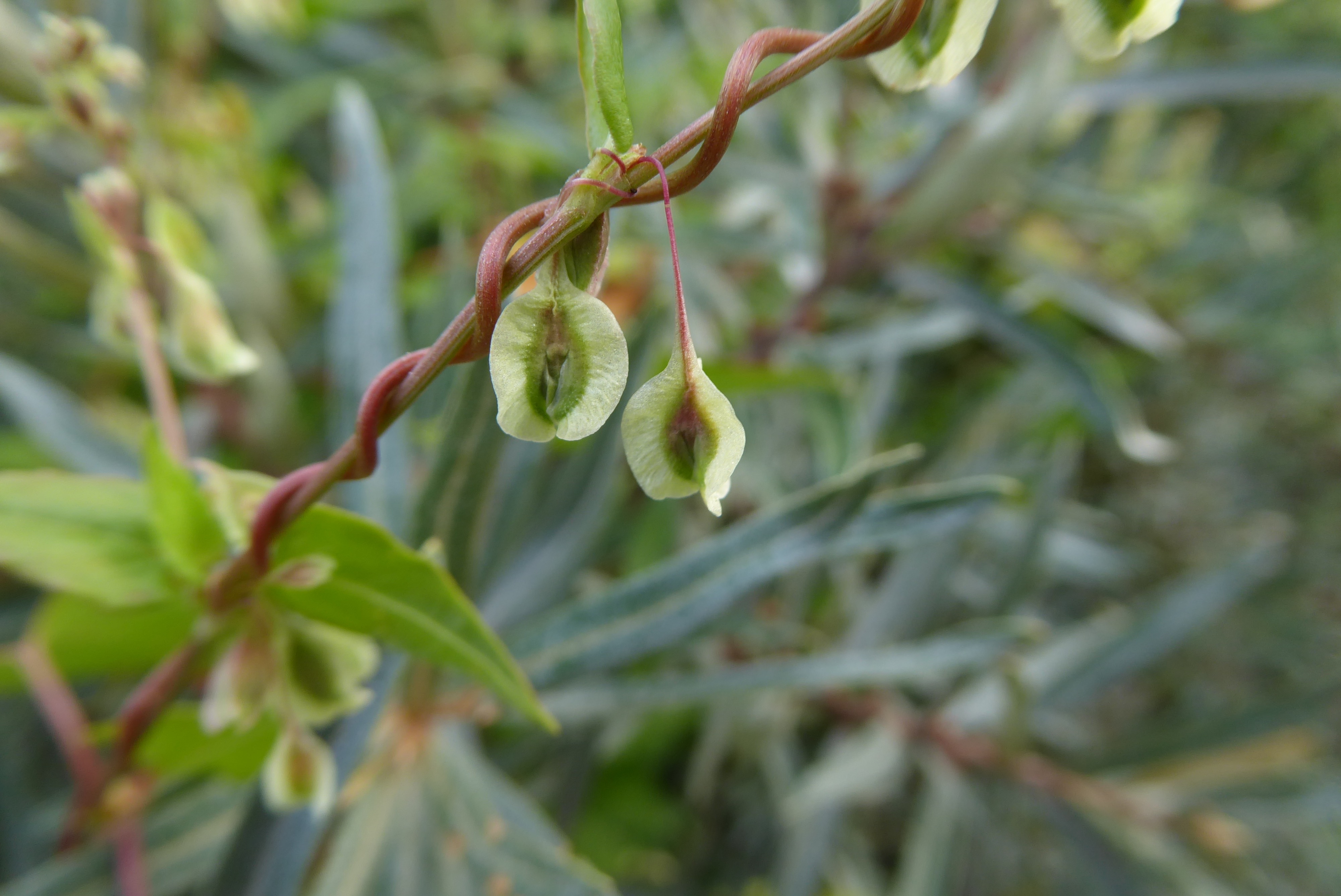 Fallopia dumetorum (door Koen van Zoest)