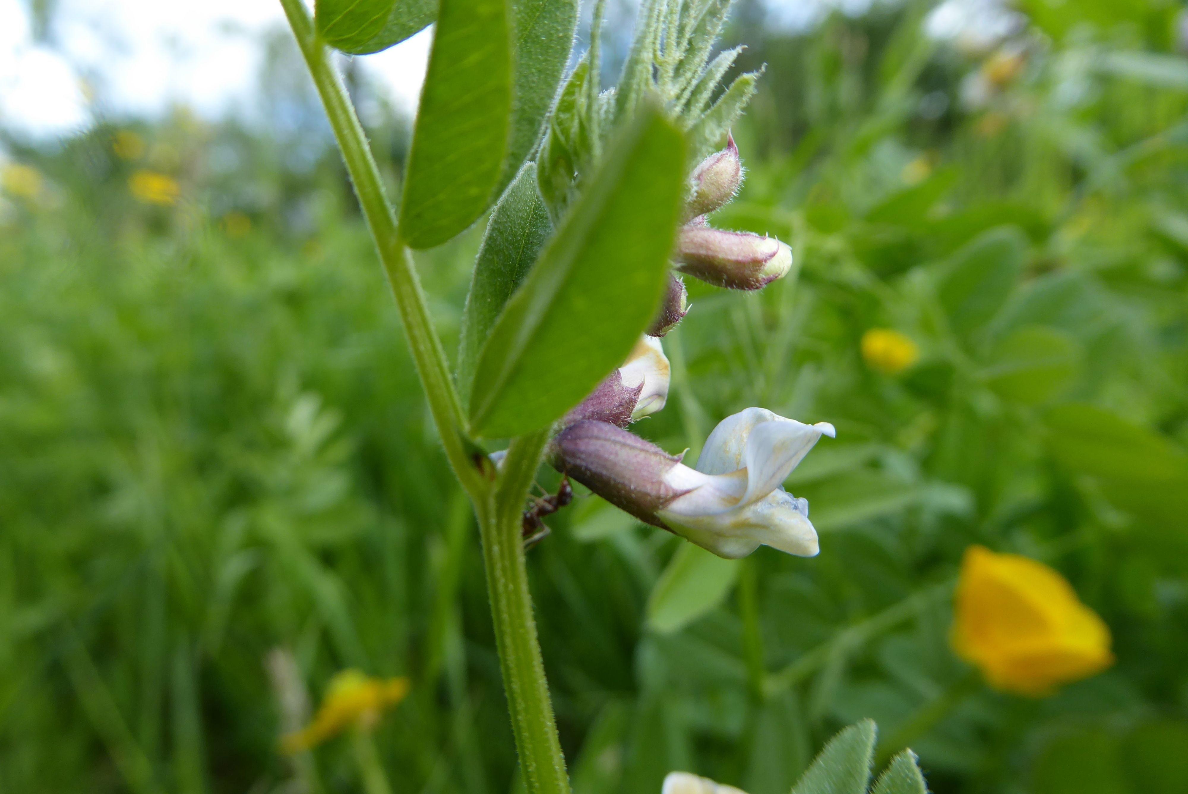 Vicia sepium (door Koen van Zoest)