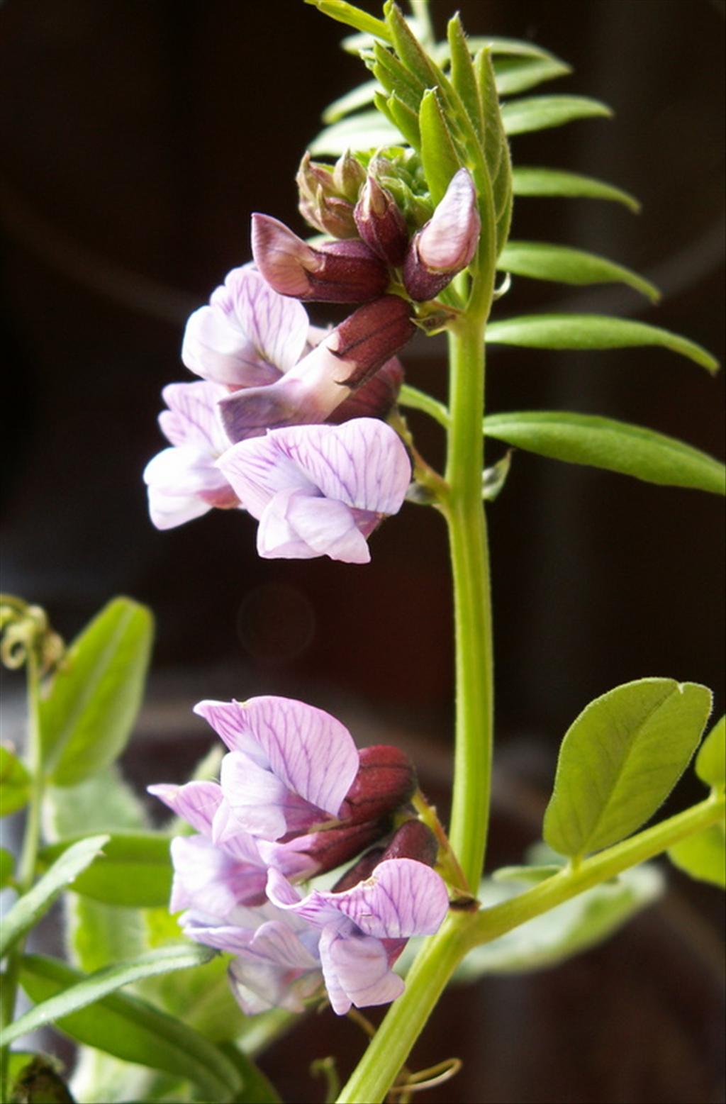 Vicia sepium (door Han Beeuwkes)