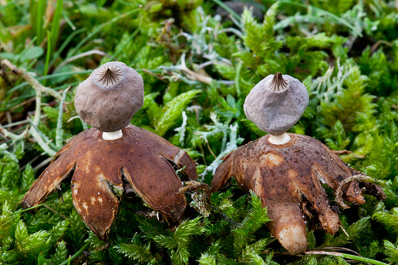 Geastrum schmiedelii (door John Breugelmans)