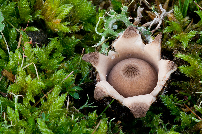 Geastrum schmiedelii (door John Breugelmans)