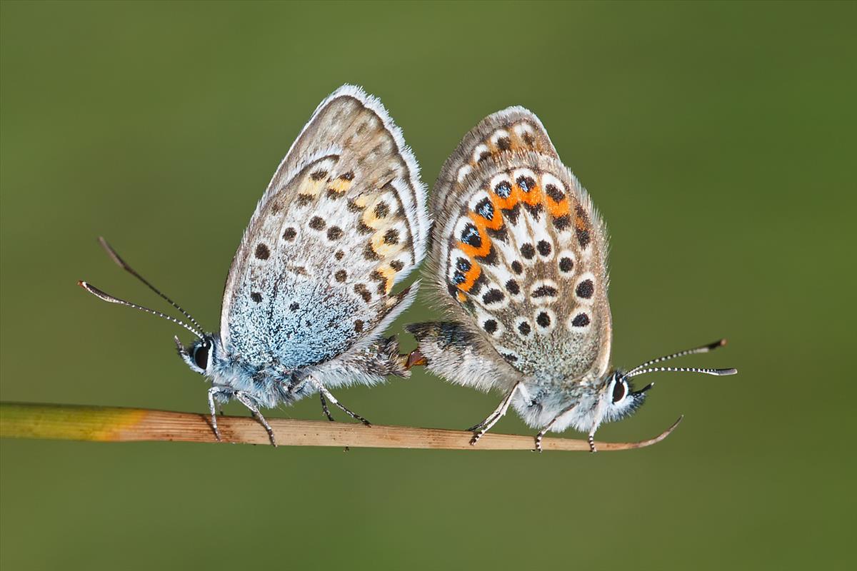 Plebejus argus (door John Breugelmans)