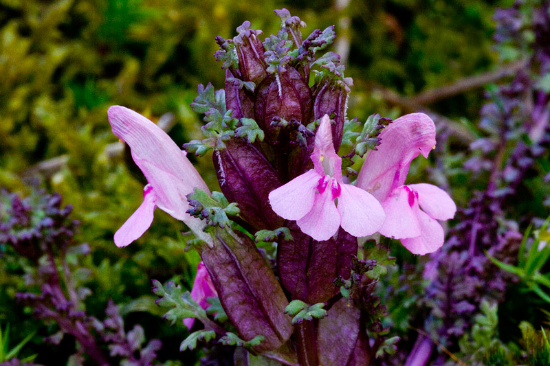 Pedicularis sylvatica (door John Breugelmans)