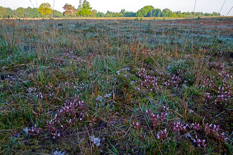 Pedicularis sylvatica (door John Breugelmans)