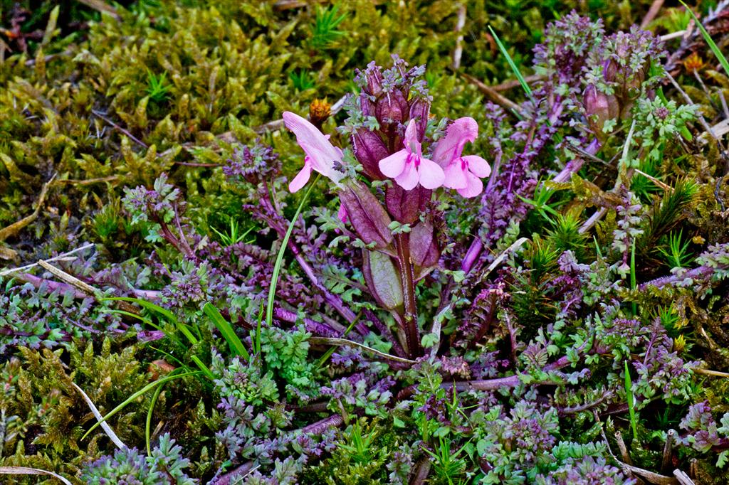 Pedicularis sylvatica (door John Breugelmans)