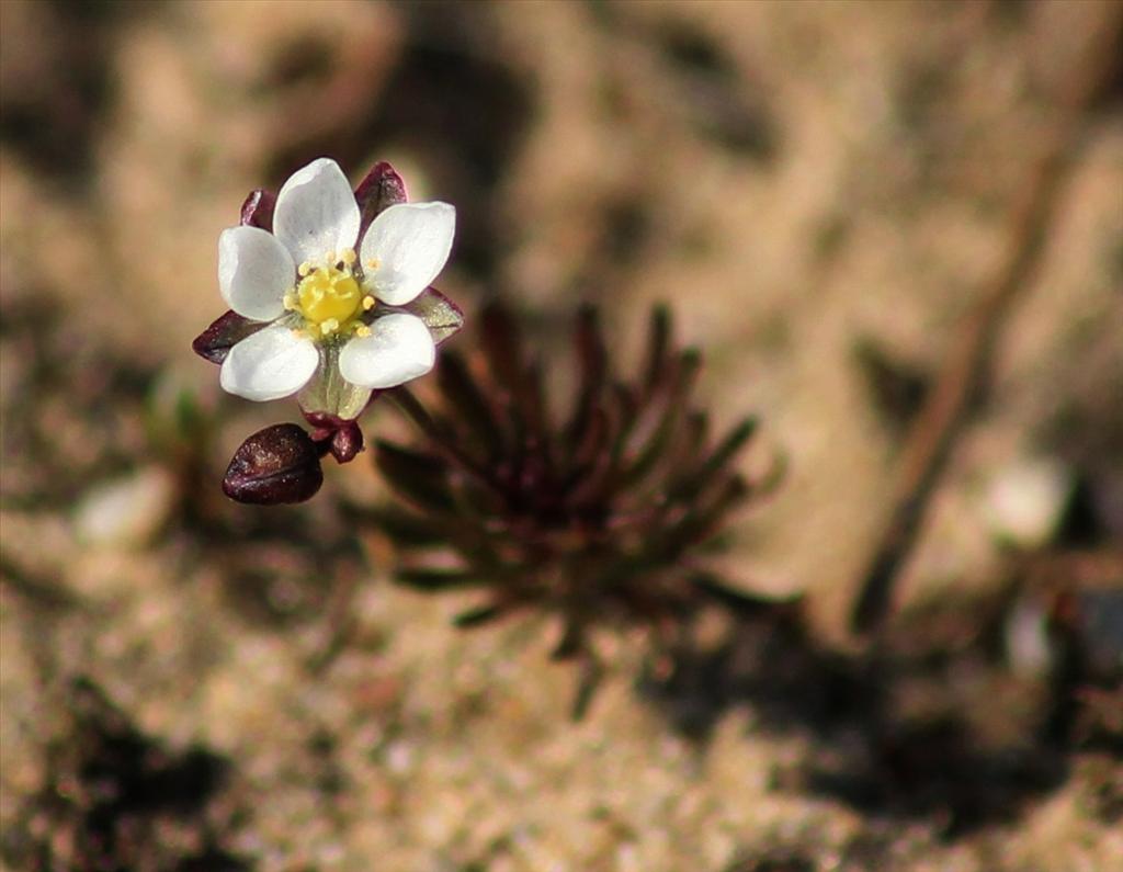 Spergula morisonii (door Bertus van der Velde)