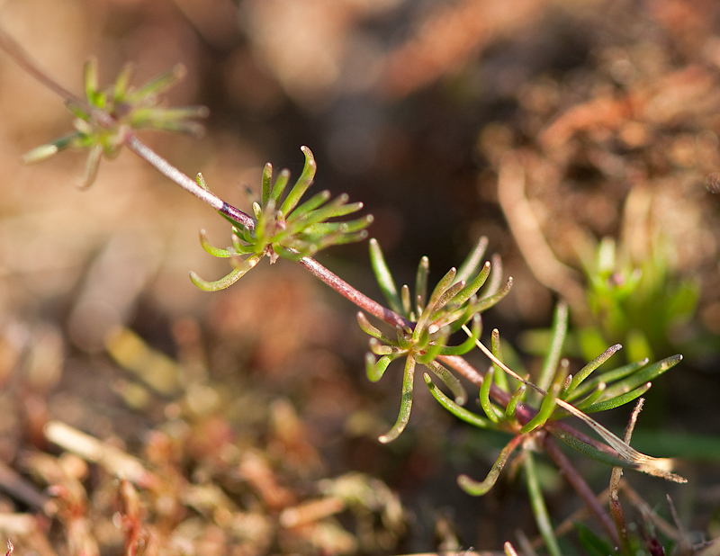 Spergula morisonii (door Wijnand van Buuren)