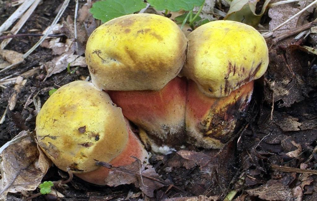 Boletus erythropus var. discolor (door Marjon van der Vegte)