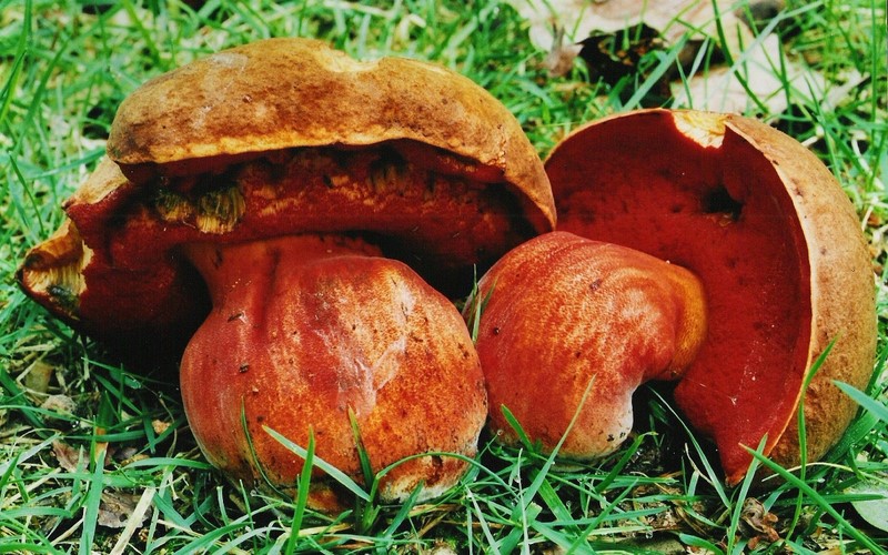 Neoboletus erythropus (door Gio van Bernebeek)