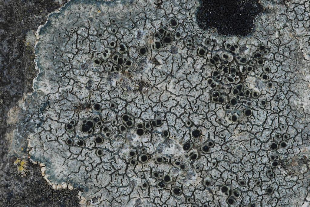 Lecanora helicopis (door Arjan de Groot)