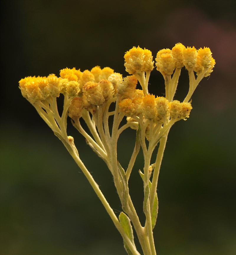 Helichrysum arenarium (door Willie Riemsma)