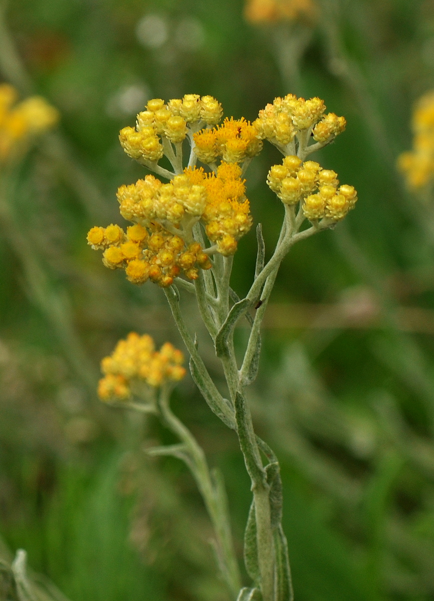 Helichrysum arenarium (door Willie Riemsma)