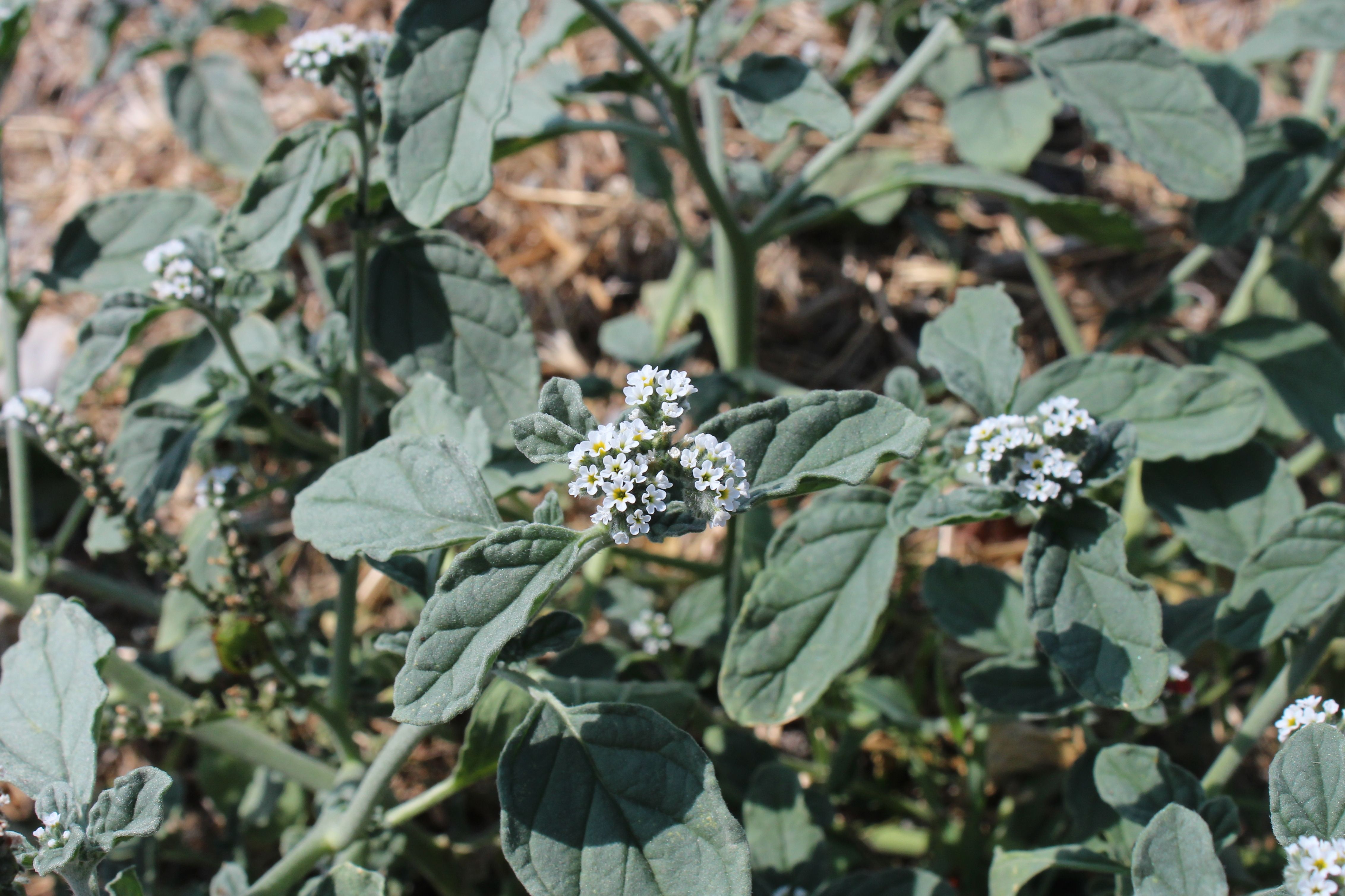 Heliotropium europaeum (door José Langens)