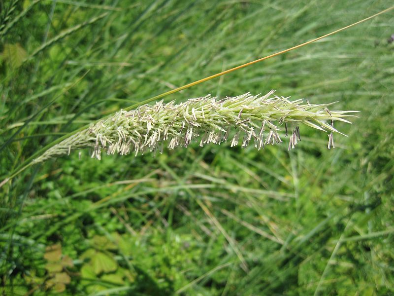Calamagrostis arenaria (door Grada Menting)