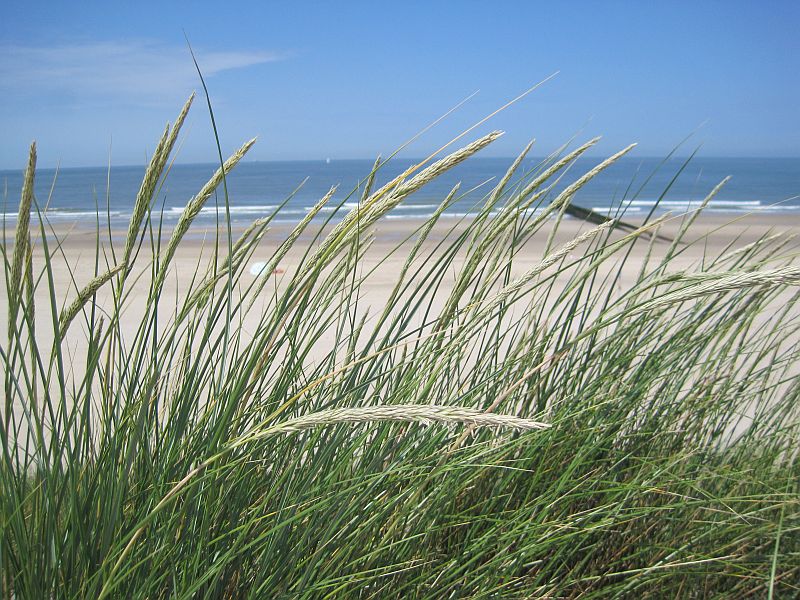 Calamagrostis arenaria (door Grada Menting)