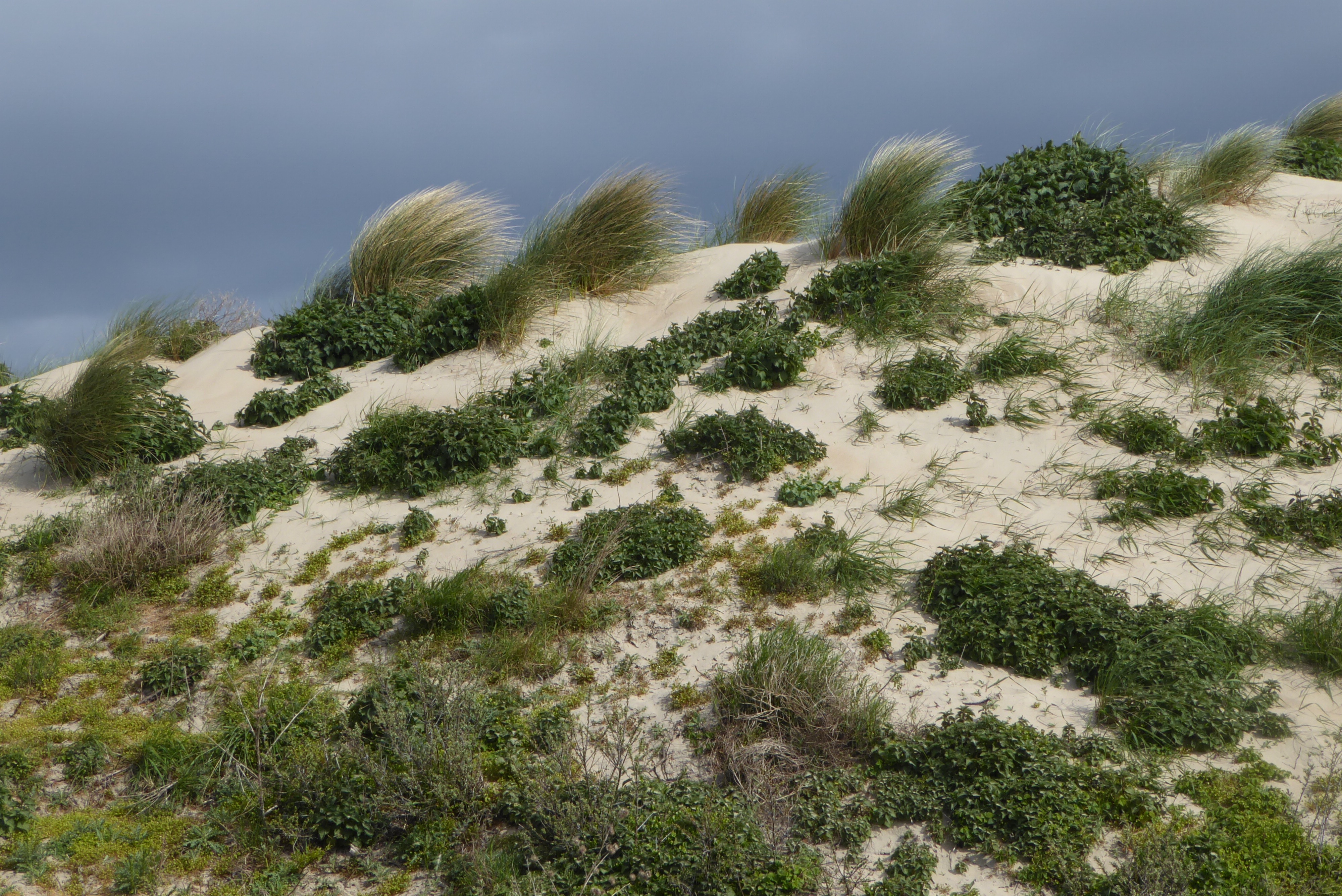 Calamagrostis arenaria (door Koen van Zoest)