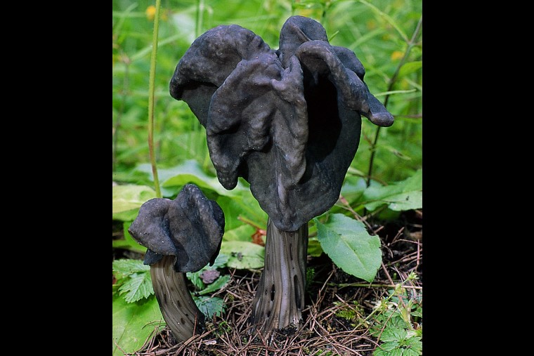 Helvella lacunosa (door Henk Huijser)