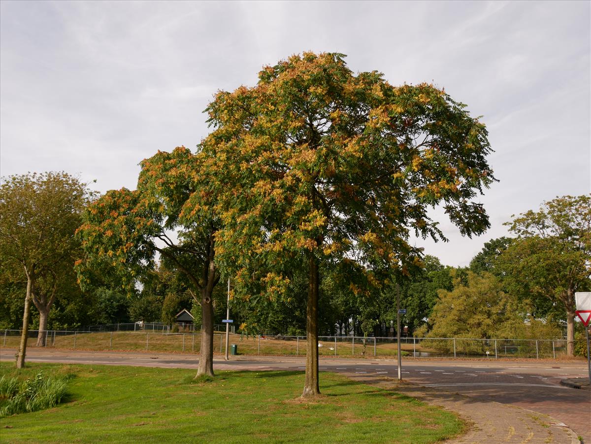 Ailanthus altissima (door Wim van der Neut)