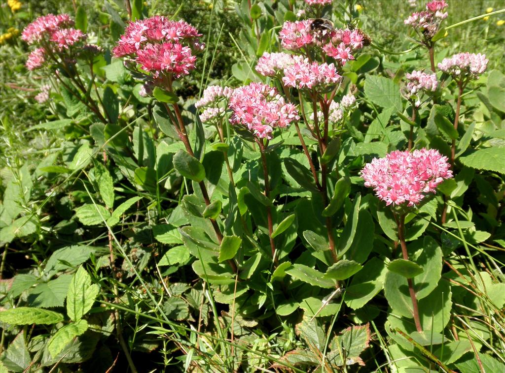 Hylotelephium telephium (door Bert Verbruggen)