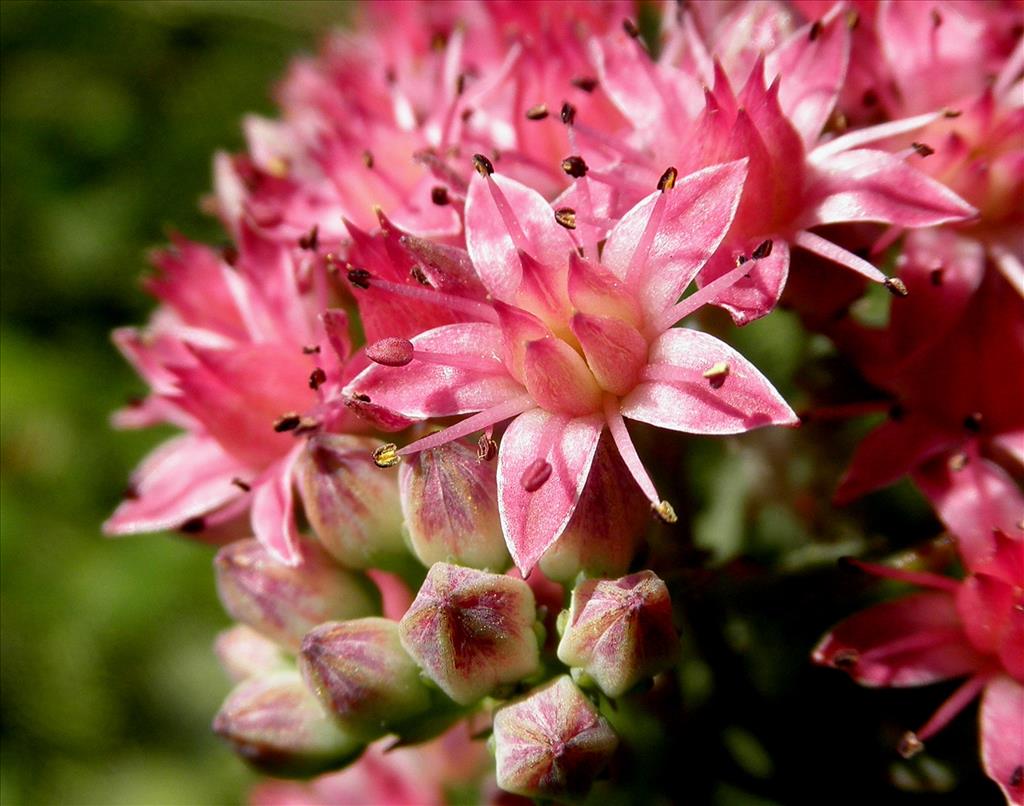 Hylotelephium telephium (door Bert Verbruggen)