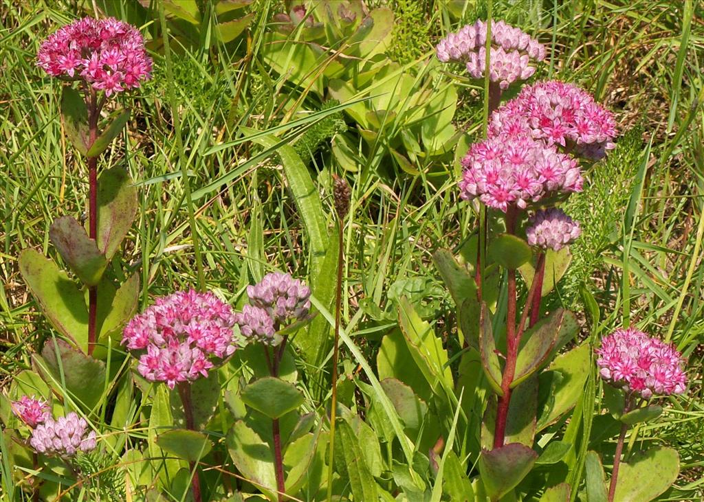 Hylotelephium telephium (door Han Beeuwkes)