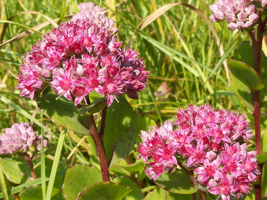 Hylotelephium telephium (door Han Beeuwkes)