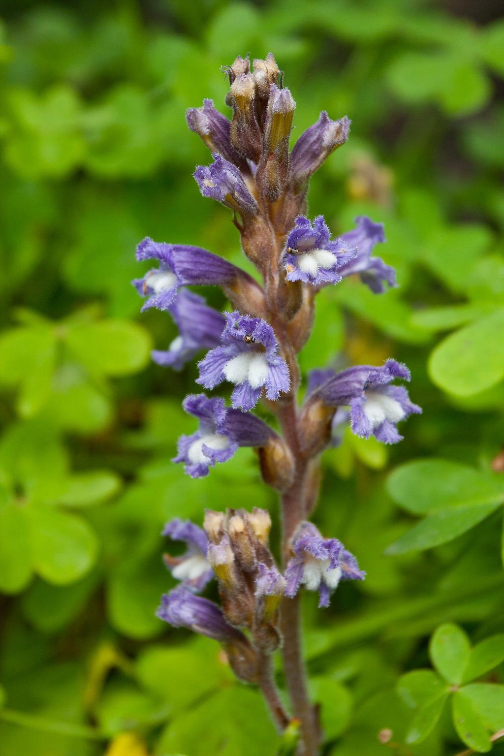 Orobanche ramosa (door John Breugelmans)