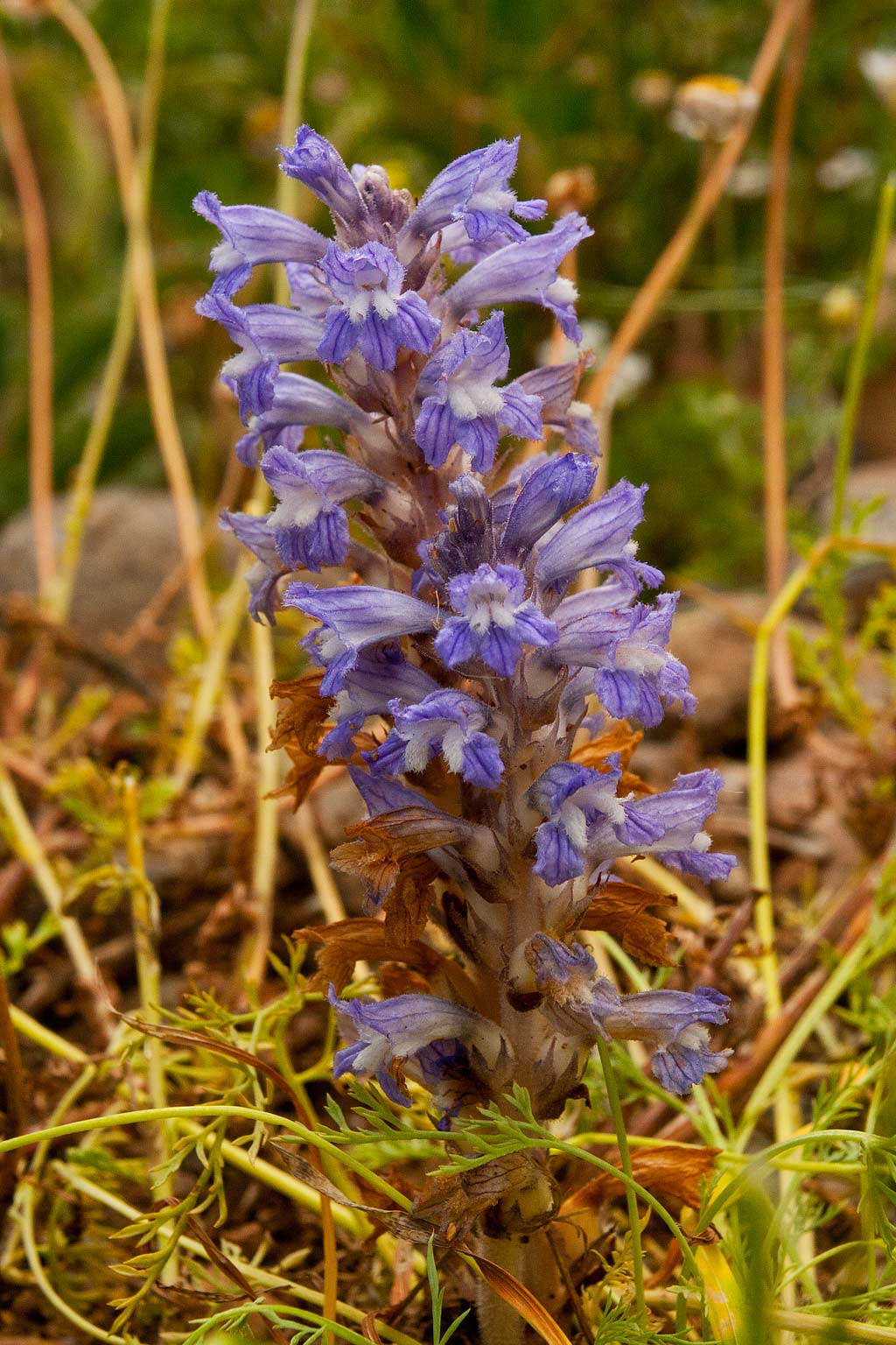 Orobanche ramosa (door John Breugelmans)