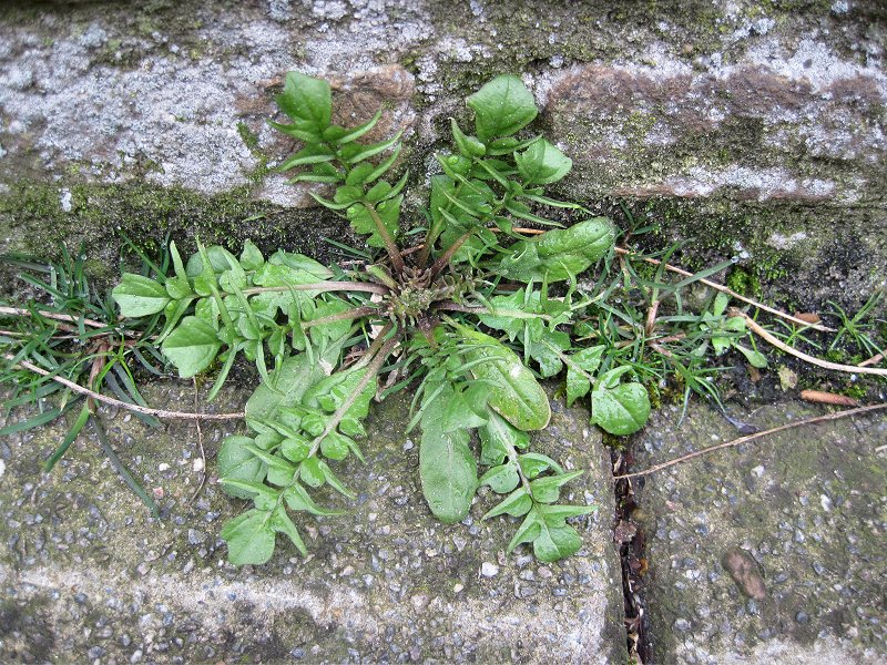 Capsella bursa-pastoris (door Grada Menting)