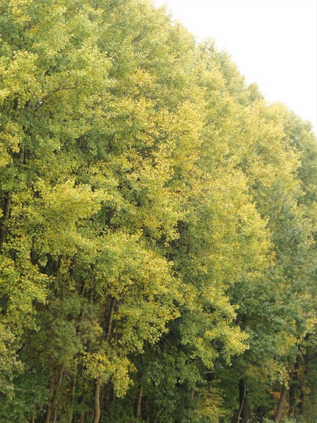 Populus tremula (door wim van der neut)