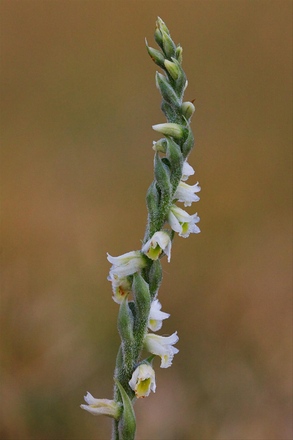 Spiranthes spiralis (door John Breugelmans)