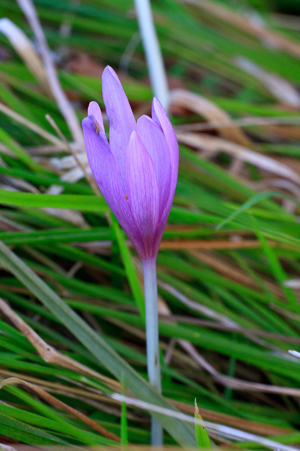 Colchicum autumnale (door John Breugelmans)