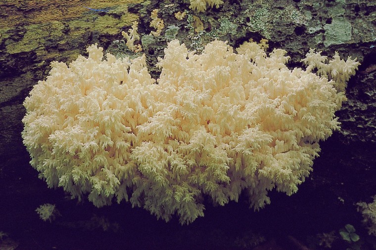 Hericium coralloides (door Mirjam Veerkamp)