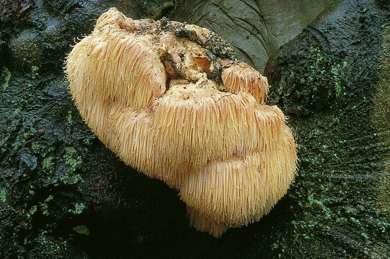 Hericium erinaceus (door Frans Tjallingii)