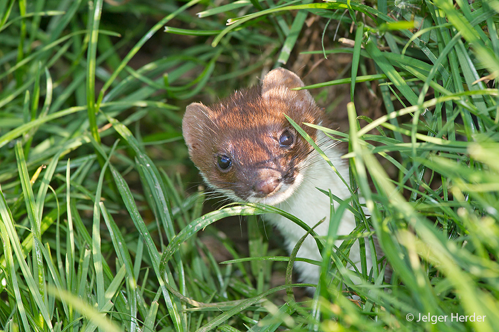 Mustela erminea (door Jelger Herder)