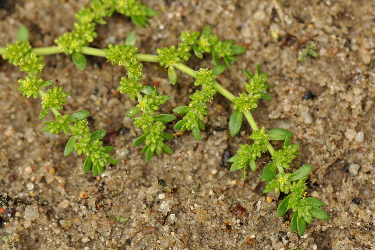 Herniaria glabra (door Willie Riemsma)