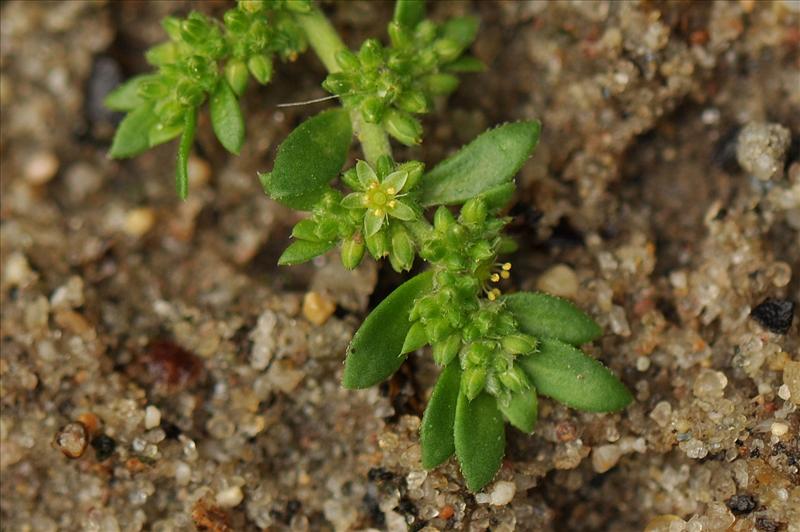 Herniaria glabra (door Willie Riemsma)