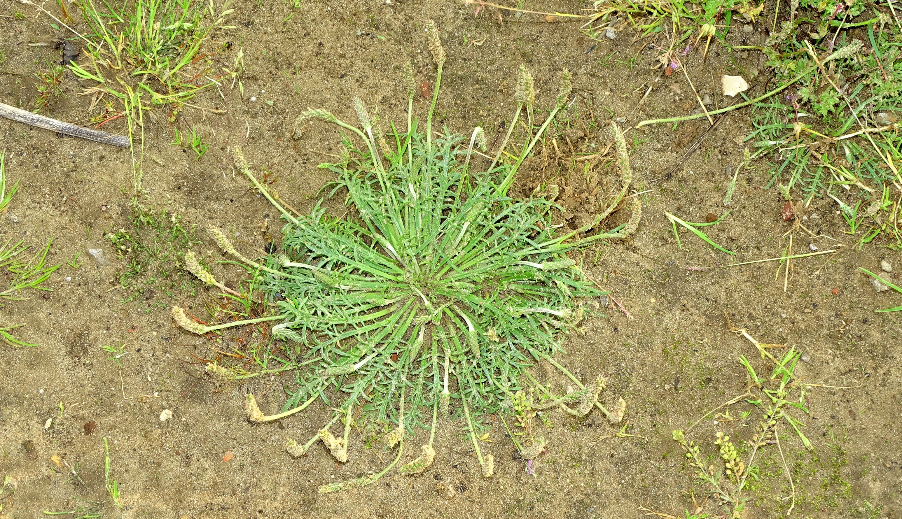 Plantago coronopus (door Bert Verbruggen)