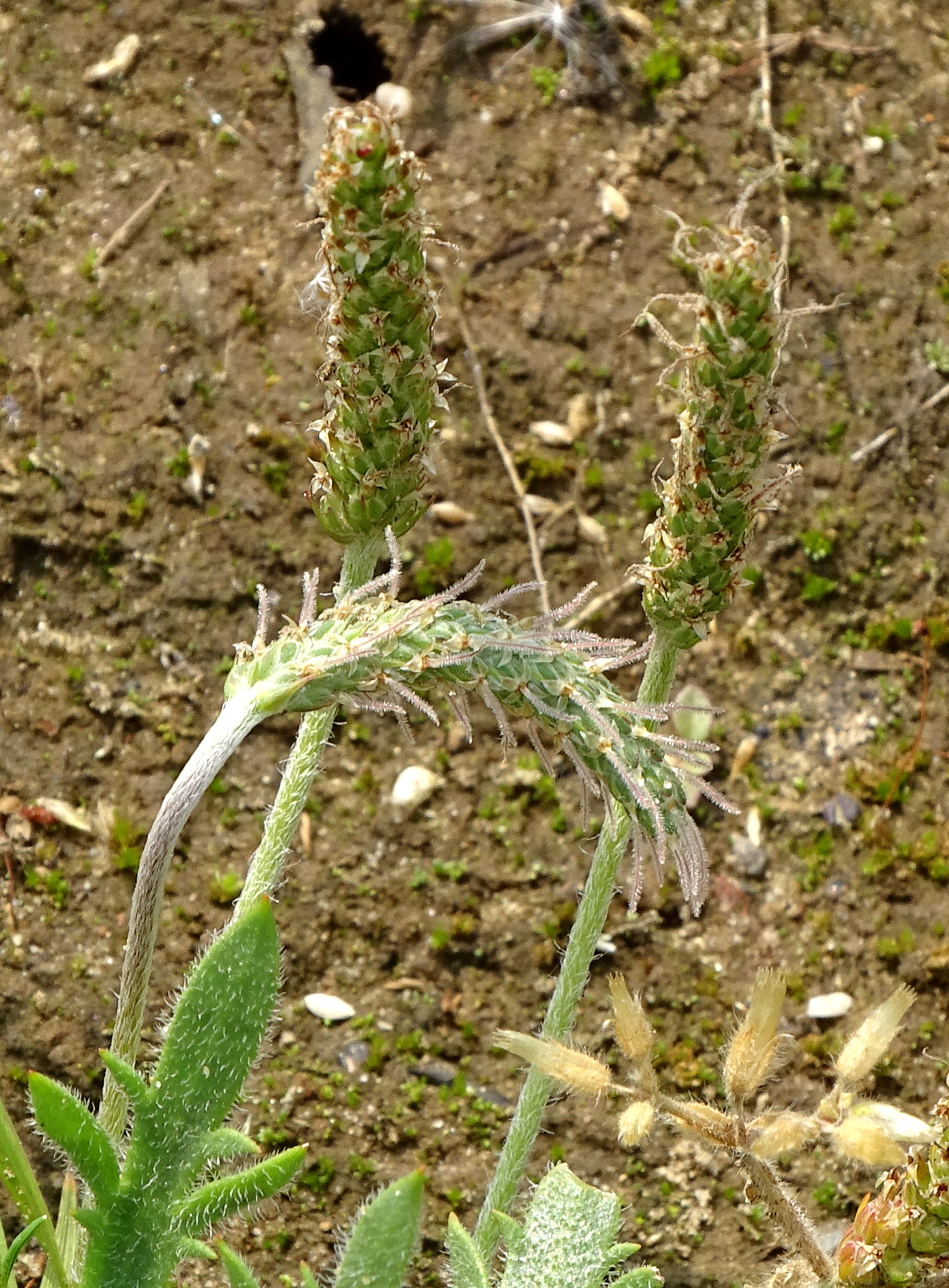 Plantago coronopus (door Bert Verbruggen)